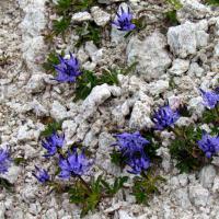 Raiponce du Piémont