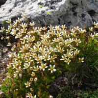 Saxifrage faux bryum