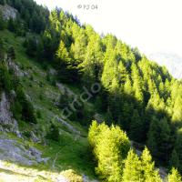 À la sortie du mélézin