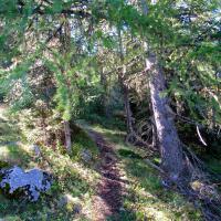 Montée dans la forêt…