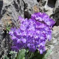 Primevères marginées