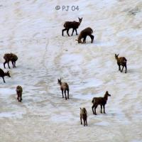 Les mêmes chamois… sur un névé