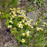Saxifrages