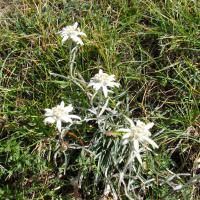 Edelweiss au Col de Séolane