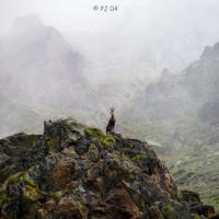 Chamois dans la brume…