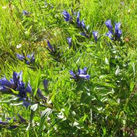 Gentianes à feuilles d'Asclépiade