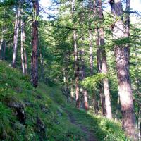 Montée dans le mélézin